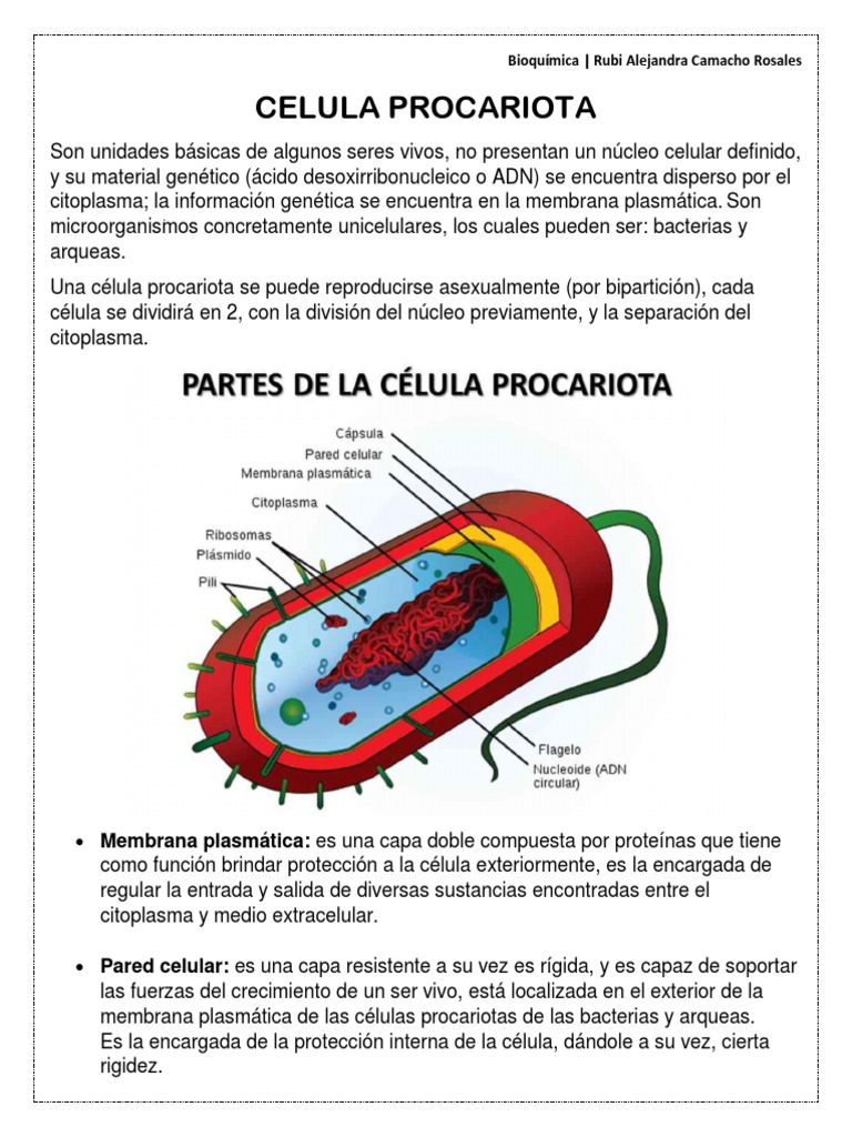 Estructura y Función de Células Procariotas | PDF | Biología Celular ...