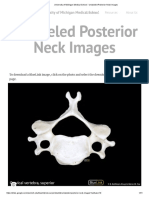 University of Michigan Medical School - Unlabeled Posterior Neck Images