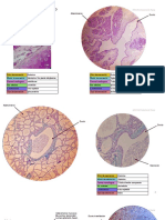 Epitelio Glandular Exócrino y Endócrino