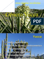 Yucca