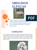 CAMELIDOS-ALPACAS-Resumen