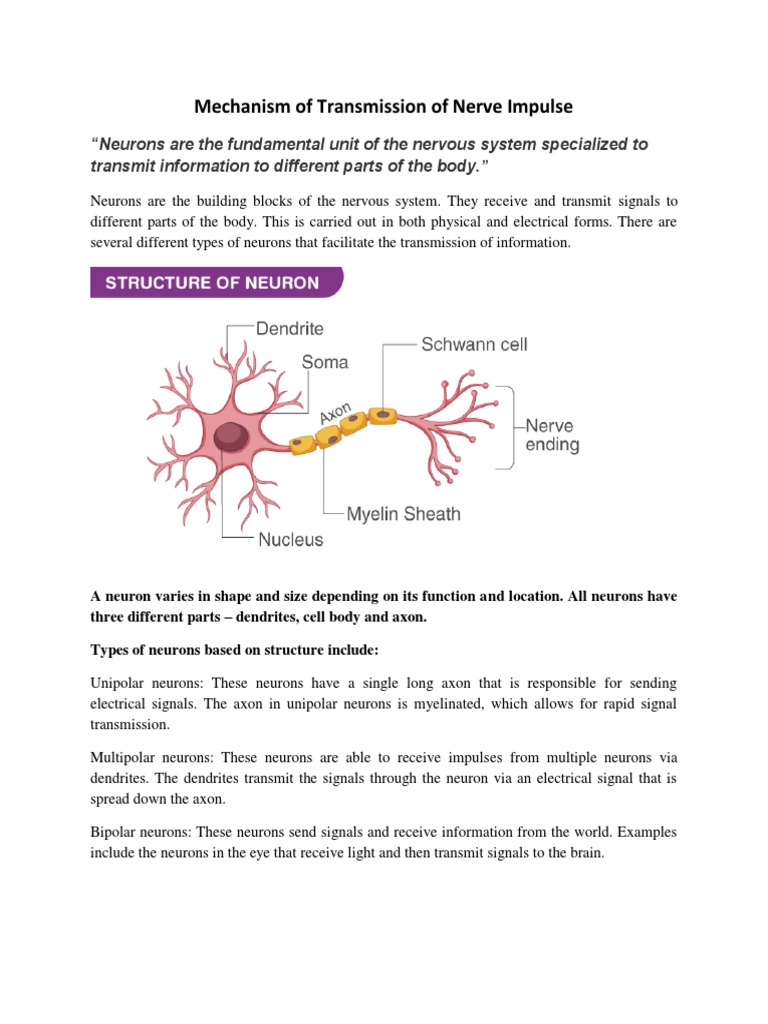 Mechanism of Transmission of Nerve Impulse | PDF