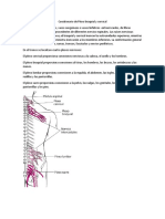 Word Plexo Cervical y Braquial