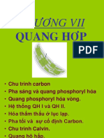 006 Quang Hop