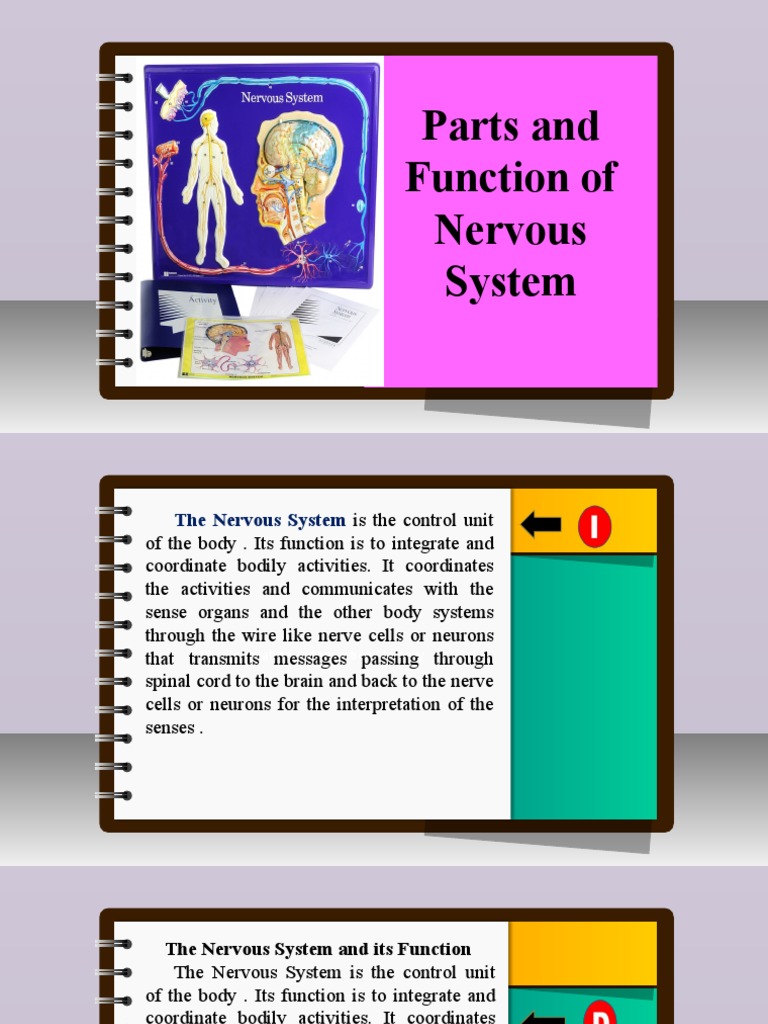 Science 6 - Q2 - L5 - Parts and Function of Nervous System | PDF
