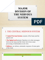 Major Division of Nervous System, Endocrine System