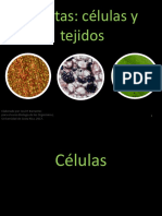 Lab 6 - Tejidos Vegetales