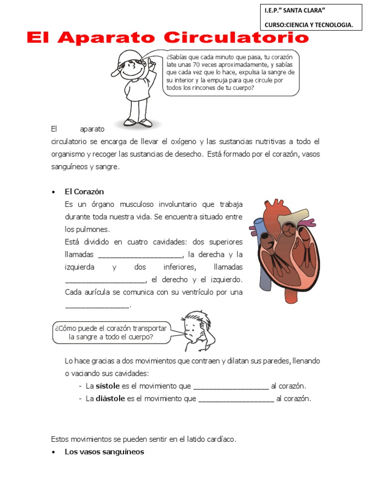 Actividades del Sistema Circulatorio Infantil | PDF | Corazón | Sistema ...