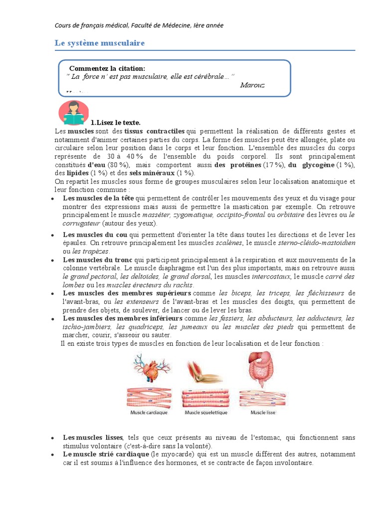 Anatomie du Système Musculaire humain | PDF | Muscle squelettique ...