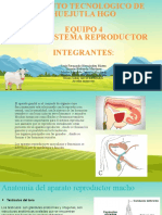 Pubertad en Los Machos Bovinos y Regulación Hormonal de La Hembra Bovina-2