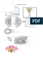 LEMBAR KERJA SISWA Tumbuhan Ok