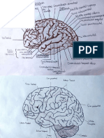 Atlas de Corteza Cerebral y Sistema Límbico