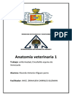 Anatomía Encefalitis Equina Venesolana