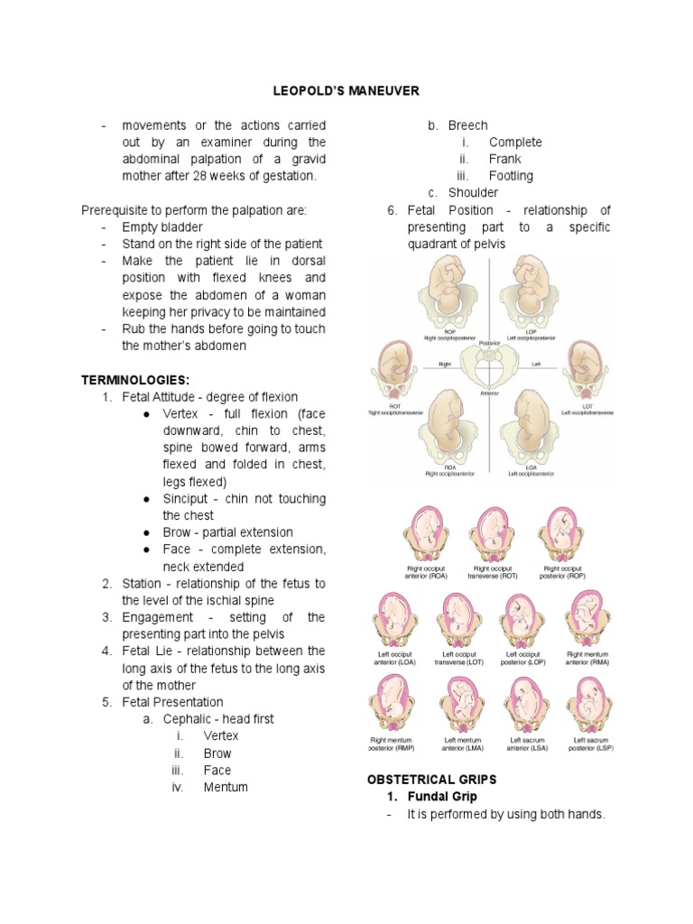 Leopold S Maneuver Pdf Anatomical Terms Of Motion Musculoskeletal