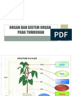 Organ Dan Sistem Organ Pada Tumbuhan Part 5