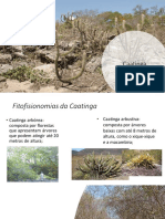 Caatinga: Fitofisionomias e Características do Bioma Semiárido Brasileiro