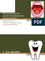 Reconocimiento Del Aparato Estomatognático: Anatomía Dental