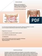 Higado Exposición de Anatomia Ubicación y Unidades Funcionales