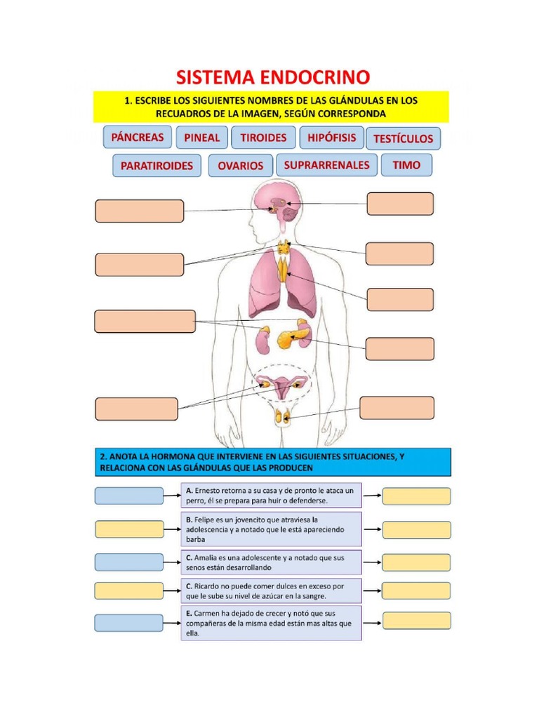 Fichas de Sistema Endocrino | PDF