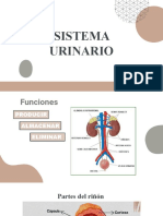 Sistema Urinario