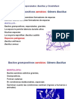 Lección 19 y 20 Antrax, Clostridium