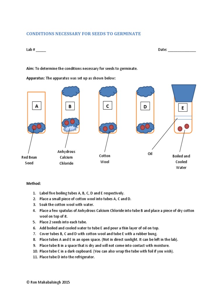 Conditions Necessary For Seeds To Germinate | PDF | Seed | Germination