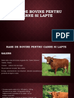 Rase de Bovine