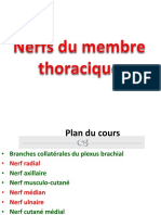 Nerfs Du Membre Thoracique