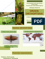 ORTHOPTERA1