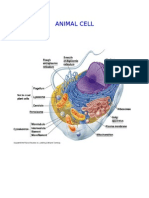 ANIMAL CELL PARTS AND FUNCTIONS
