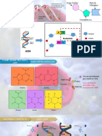 Composición química del ADN y ARN