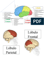 Funciones del Lóbulo Frontal: Control, Memoria, Aprendizaje y Más