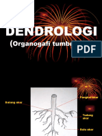 Organogafi Tumbuh2an (Akar Dan Percabangan)