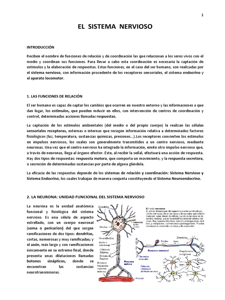 B4a - El Sistema Nervioso | PDF | Sinapsis | Sistema nervioso