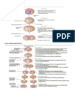 Tahap Pembelahan Mitosis