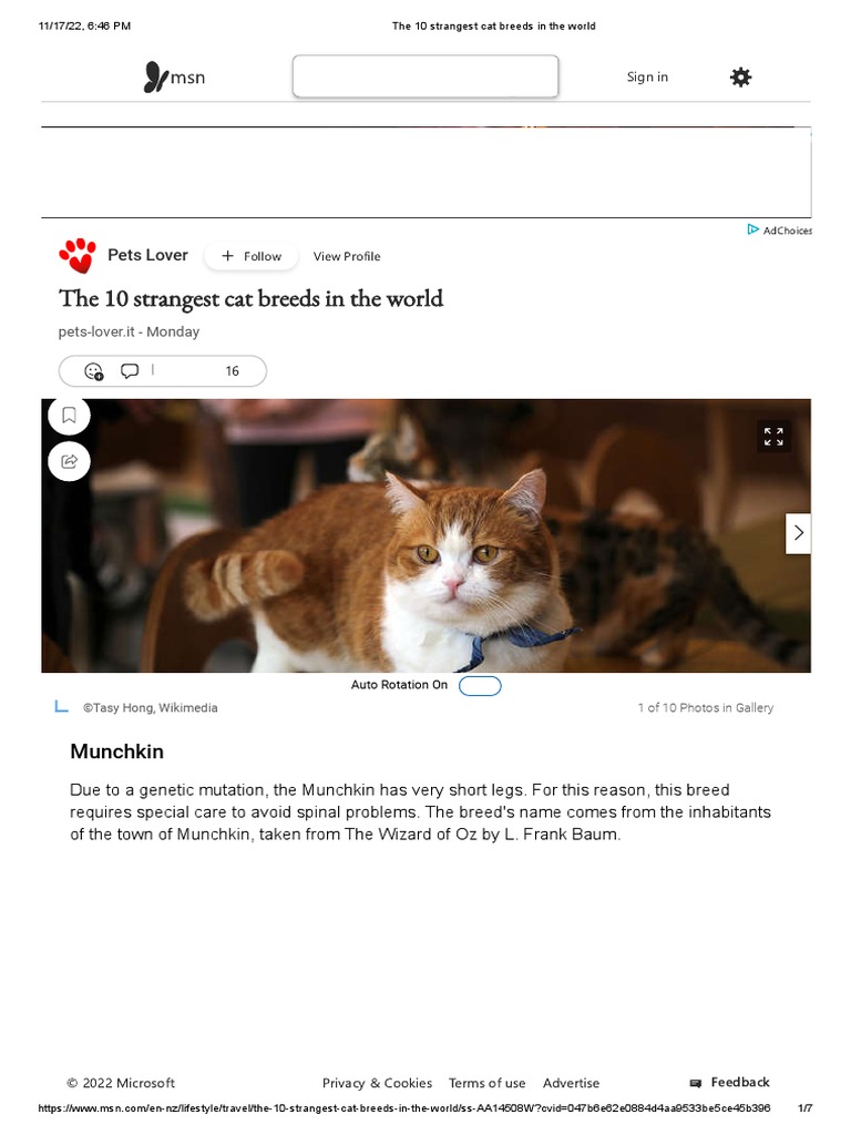The 10 Strangest Cat Breeds in The World | PDF