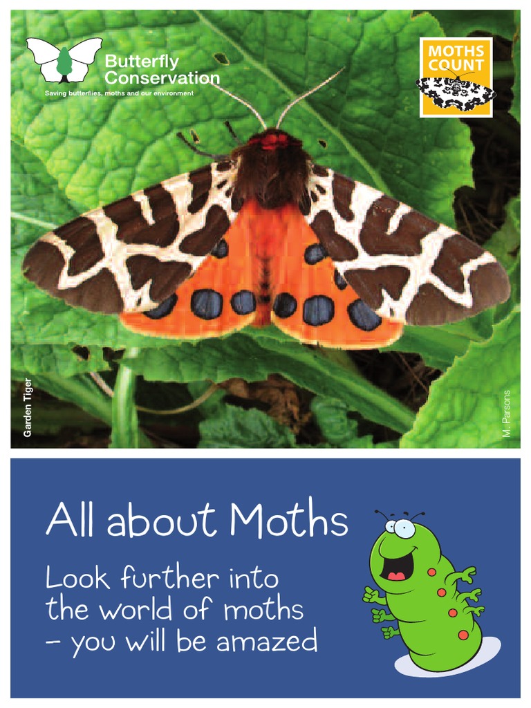 Bee Hawk Moth - Facts: Uncovering the Secrets of This Intriguing Insect -  What's That Bug?