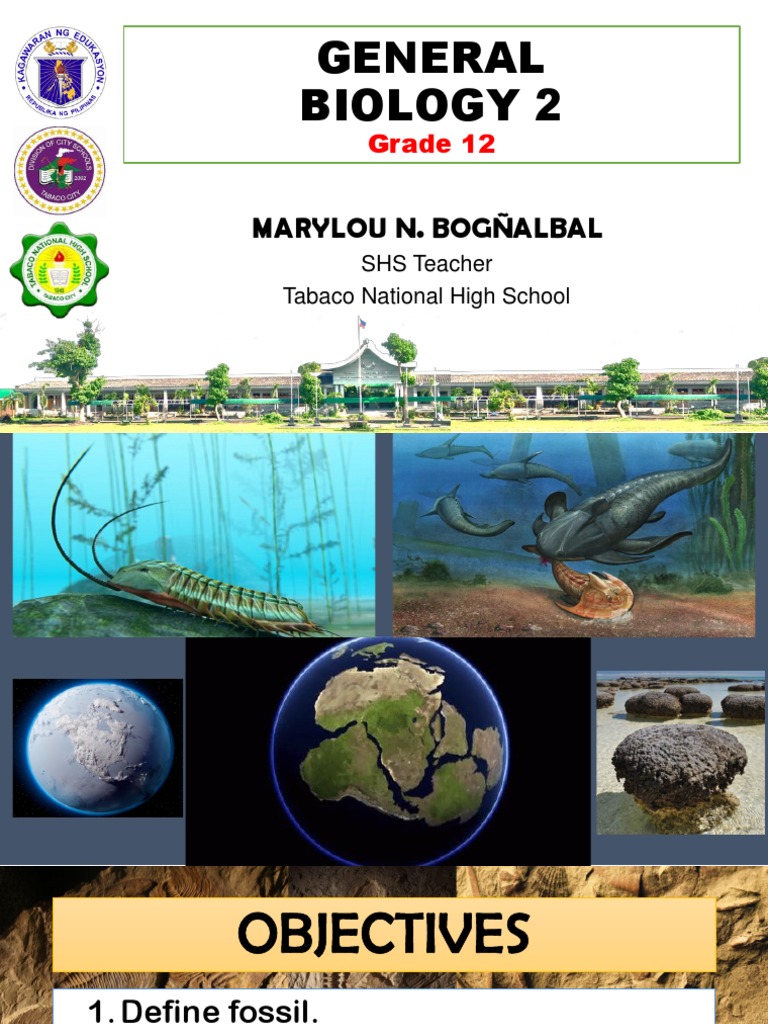 FOSSILS PDF Fossil Paleontology