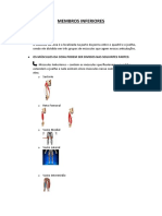 Músculos da coxa: divisões, funções e exercícios