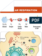 Cellular Respiration