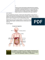 Qué Es El Aparato Digestivo