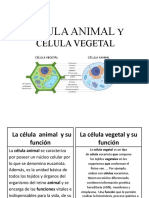 Celula Animal y Vegetal