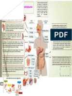 Infografia Sistema Digestivo