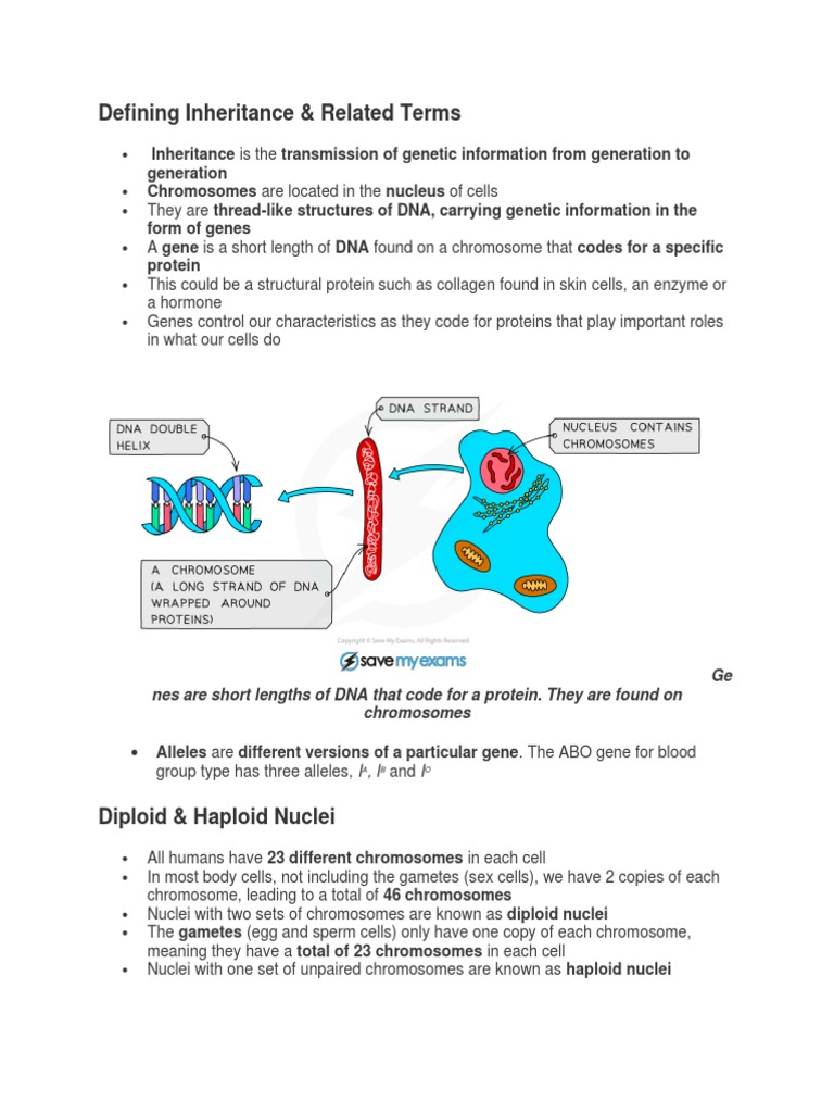 Chapter 17 Inheritance igcse 0610 2023 notes | PDF