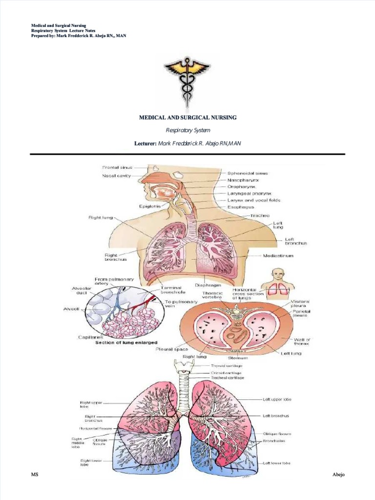 Respiratory System Nursing Notes | PDF | Respiratory Tract | Lung