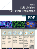 Cell Cycle Regulation and Control