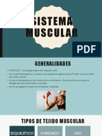 Sistema muscular: tipos, estructura y funciones