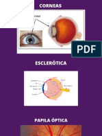 Ojo, Oído 7. Sistema Nervioso Autónomo