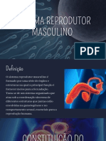 Sistema Reprodutor Masculino