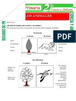 Caracteristicas de Los Animales para Segundo de Primaria